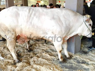 Il paese torna a essere capitale della zootecnia piemontese e custode di un’eredità che non smette di affascinare Il paese torna a essere capitale della zootecnia piemontese e custode di un’eredità che non smette di affascinare