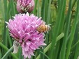 Cuneo: un'ape sui fiori dell'erba officinale