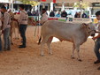 Inaugurazione mostra nazionale Bovina piemontese del 2025 Inaugurazione mostra nazionale Bovina piemontese del 2025