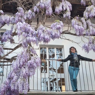Glicine in fiore in via Mendicità, a Bra