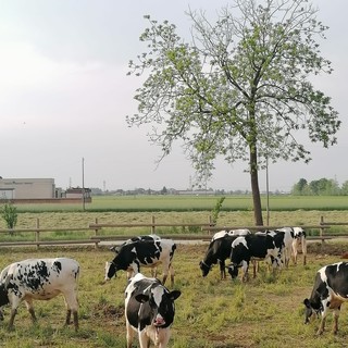 Il benessere animale secondo Piemonte Latte: da vincolo a vantaggio