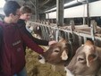 Due ragazzi fanno &quot;amicizia&quot; con le mucche di Razza Bruna Alpina