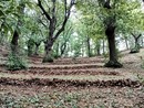 UE, Coldiretti Cuneo: "Bene il rinvio del regolamento deforestazione" UE, Coldiretti Cuneo: "Bene il rinvio del regolamento deforestazione"