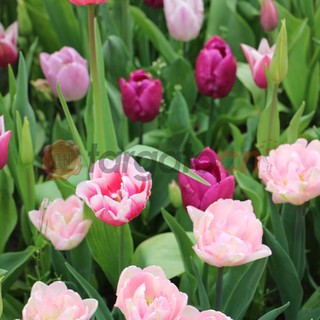 Primavera tutta rosa e fiori al Castello di Pralormo con la 26ª edizione di Messer Tulipano