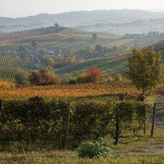 &quot;Autunno Cedro - La Morra - Photo Credits Mario FERRERO&quot;