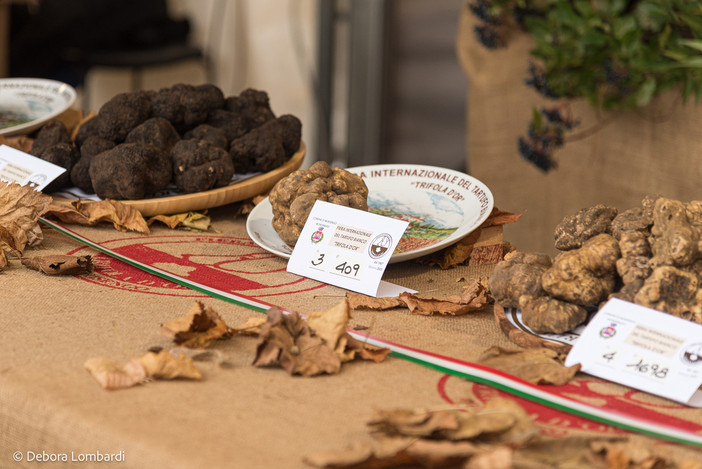 Il Centro Nazionale Studi Tartufo collaborerà con La Fiera Internazionale del tartufo bianco di Morisengo (credito Debora Lombardi) Il Centro Nazionale Studi Tartufo collaborerà con La Fiera Internazionale del tartufo bianco di Morisengo (credito Debora Lombardi)