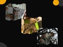 A Sommariva del Bosco si parla di gatti e umani: torna il “Cocktail di scienze”