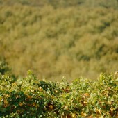 Filiera corta in Piemonte: cooperazione, filiere e un territorio da raccontare Filiera corta in Piemonte: cooperazione, filiere e un territorio da raccontare