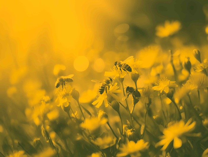 Immagine di repertorio