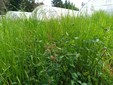 Peveragno: le erbe della miscela in fioritura