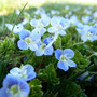 Veronica persica o Occhi della Madonna, una leggenda dietro il fiore Veronica persica o Occhi della Madonna, una leggenda dietro il fiore