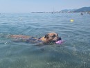 Estate da bollino rosso e afa, pericolo anche per i cani Estate da bollino rosso e afa, pericolo anche per i cani