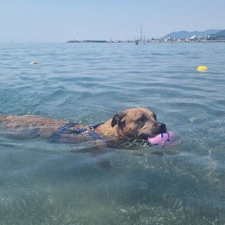 Estate da bollino rosso e afa, pericolo anche per i cani