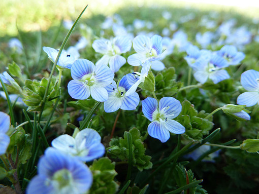 Veronica persica o Occhi della Madonna, una leggenda dietro il fiore Veronica persica o Occhi della Madonna, una leggenda dietro il fiore