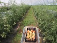 La serra di pomodori