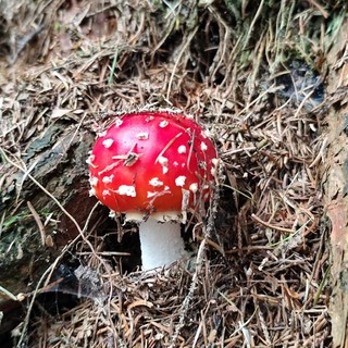 Un esemplare di Amanita Muscaria, non commestibile Un esemplare di Amanita Muscaria, non commestibile