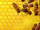 Coldiretti e la giornata delle api: &quot;La 'bee economy' cresce in qualità, difendiamola dall'import selvaggio&quot;