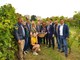 L’Alba del vino fa festa al Dolcetto: sindaco in vigna per i 40 anni della Doc cittadina
