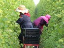 La Regione Piemonte combatte lo sfruttamento lavorativo in agricoltura: "Possiamo essere modello nazionale"