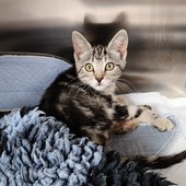 L’appello dal gattile di Alba per il piccolo Ken