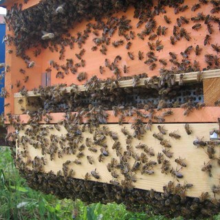 Le api ricoprono un ruolo fondamentale per l’ambiente