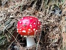Amanitaceae amanita muscaria, fungo velenoso e non commestibile Amanitaceae amanita muscaria, fungo velenoso e non commestibile
