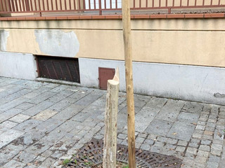 L'albero spezzato in corso Piave (Foto Facebook Massimo Reggio)