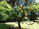 Albero della luce, Santuario della Madonna dei fiori di Bra Albero della luce, Santuario della Madonna dei fiori di Bra