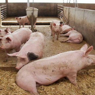 Più flessibilità per le aziende agricole nel piano contro l’ammoniaca, Sacchetto: &quot;Obiettivo tagliare le emissioni prodotte dal settore&quot;