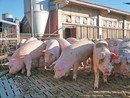 Peste suina: ok Ue a fine restrizioni per allevamenti di Piemonte e Lombardia