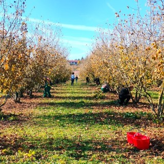 Le nocciole in cattedra: la testimonianza dei Maestri del Lavoro del Consolato di Cuneo all’Istituto Agrario di Grinzane Cavour