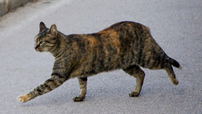 Gatti randagi investiti, l’appello di Amici di Zampa: “Servono convenzioni veterinarie per intervenire subito” Gatti randagi investiti, l’appello di Amici di Zampa: “Servono convenzioni veterinarie per intervenire subito”