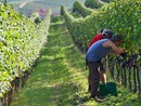 Foto Accademia della vigna