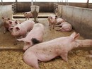 Più flessibilità per le aziende agricole nel piano contro l’ammoniaca, Sacchetto: "Obiettivo tagliare le emissioni prodotte dal settore" Più flessibilità per le aziende agricole nel piano contro l’ammoniaca, Sacchetto: "Obiettivo tagliare le emissioni prodotte dal settore"