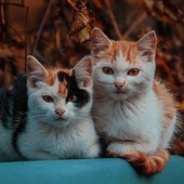 Pasqua solidale al gattile di Alba: uova di cioccolato per aiutare gli animali in difficoltà Pasqua solidale al gattile di Alba: uova di cioccolato per aiutare gli animali in difficoltà