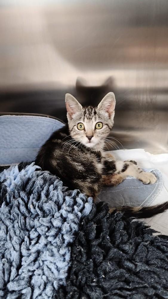 L’appello dal gattile di Alba per il piccolo Ken L’appello dal gattile di Alba per il piccolo Ken