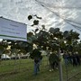 Actinidia in Piemonte: ricerca e sperimentazione per affrontare moria e batteriosi Actinidia in Piemonte: ricerca e sperimentazione per affrontare moria e batteriosi