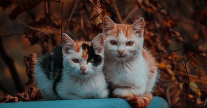 Pasqua solidale al gattile di Alba: uova di cioccolato per aiutare gli animali in difficoltà Pasqua solidale al gattile di Alba: uova di cioccolato per aiutare gli animali in difficoltà