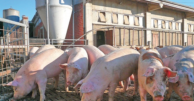 Sono 900mila i capi presenti negli allevamenti di suini della Granda Sono 900mila i capi presenti negli allevamenti di suini della Granda