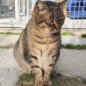 Alba, appello dal gattile: Polpetta cerca una casa che la accolga