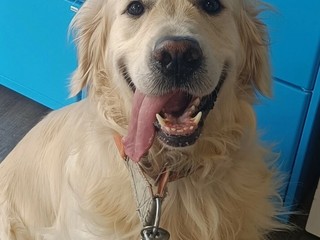 Aron, il golden retriever protagonista del libro Aron, il golden retriever protagonista del libro