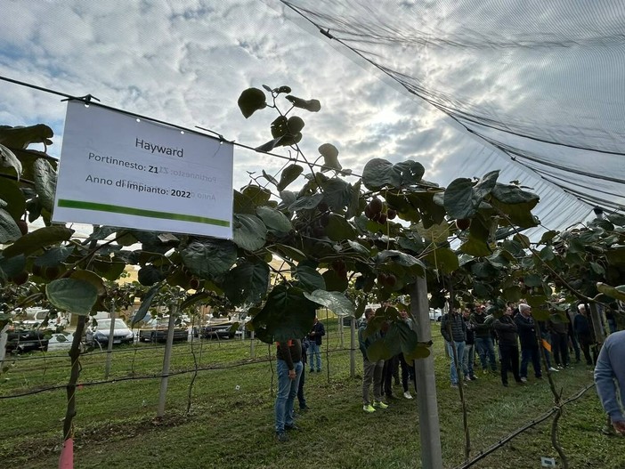 Actinidia in Piemonte: ricerca e sperimentazione per affrontare moria e batteriosi Actinidia in Piemonte: ricerca e sperimentazione per affrontare moria e batteriosi