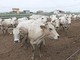 Somministrazione di steroidi sessuali a bovini: assolti i titolari di una grande azienda di allevamento