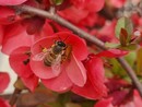 Il 22 maggio si celebra la Giornata mondiale della biodiversità