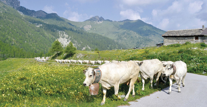 La transumanza di San Giovanni: in Piemonte sono 165 mila i capi bovini saliti agli alpeggi