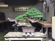 Il bonsai Toryunomai: l'esemplare più famoso al mondo che Alessandro ha avuto l'onore di ristrutturare