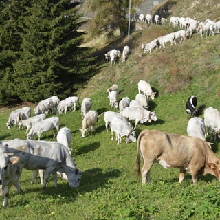 Razza Piemontese, Coldiretti Cuneo: rivisto il sistema "Classyfarm" rispetto alle necessità del settore