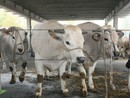 Con “AMA la Carne” Alba celebra la qualità della sua Fassona Con “AMA la Carne” Alba celebra la qualità della sua Fassona