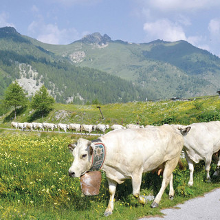 La transumanza di San Giovanni: in Piemonte sono 165 mila i capi bovini saliti agli alpeggi
