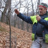 Castagna Cuneo IGP, Marco Bellone eletto presidente del Consorzio: "Scommettiamo sulla qualità e sulla gestione attiva dei castagneti" Castagna Cuneo IGP, Marco Bellone eletto presidente del Consorzio: "Scommettiamo sulla qualità e sulla gestione attiva dei castagneti"